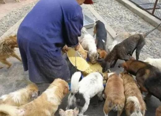 爆料救助流浪动物视频播放,救助流浪动物，温暖瞬间引网友共鸣  第3张